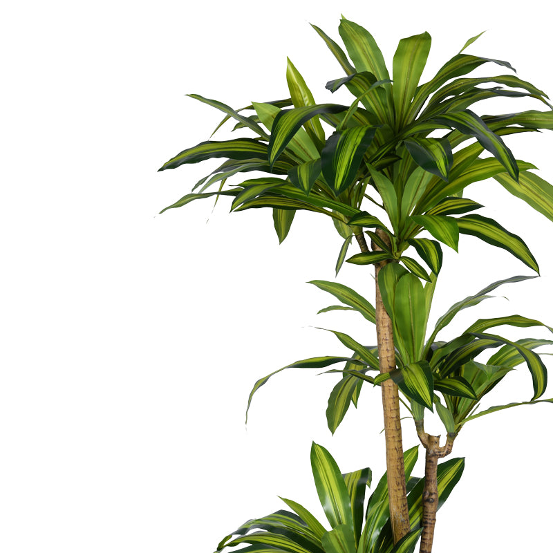 Διακοσμητικό φυτό Dracaena I σε γλάστρα Inart πράσινο pp Υ170εκ - Pakobazaar
