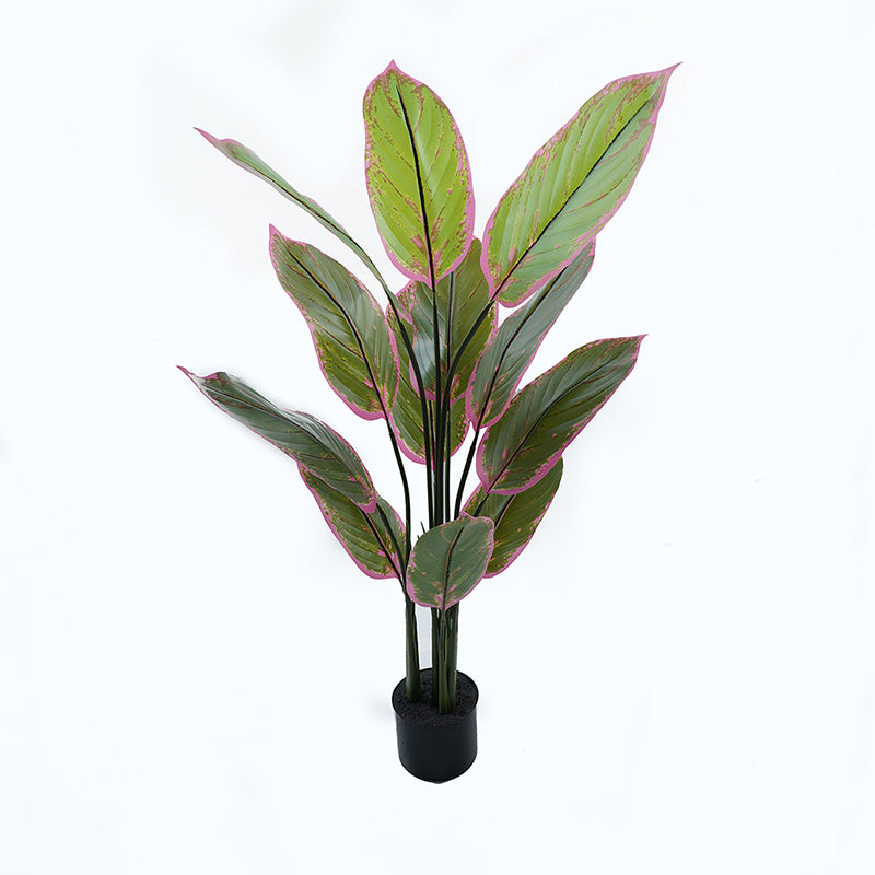 Διακοσμητικό φυτό σε γλάστρα Calathea Inart πράσινο Φ68x120εκ