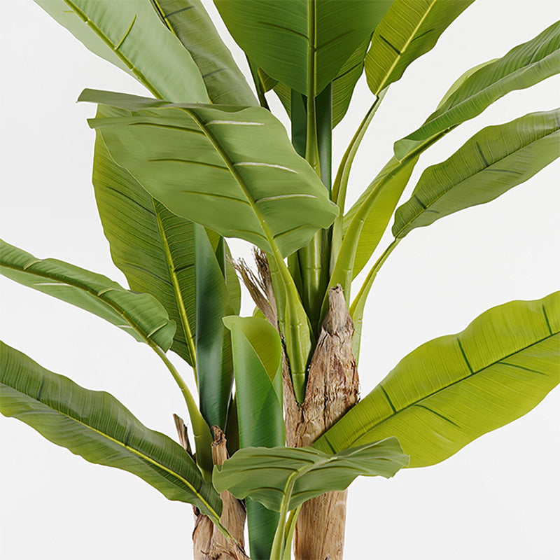 Διακοσμητικό φυτό σε γλάστρα Banana Tree Inart πράσινο Φ53x190εκ - Pakobazaar