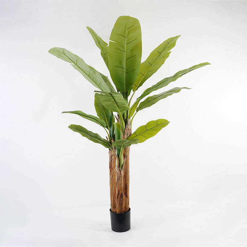 Διακοσμητικό φυτό σε γλάστρα Banana Tree Inart πράσινο Φ53x190εκ - Pakobazaar