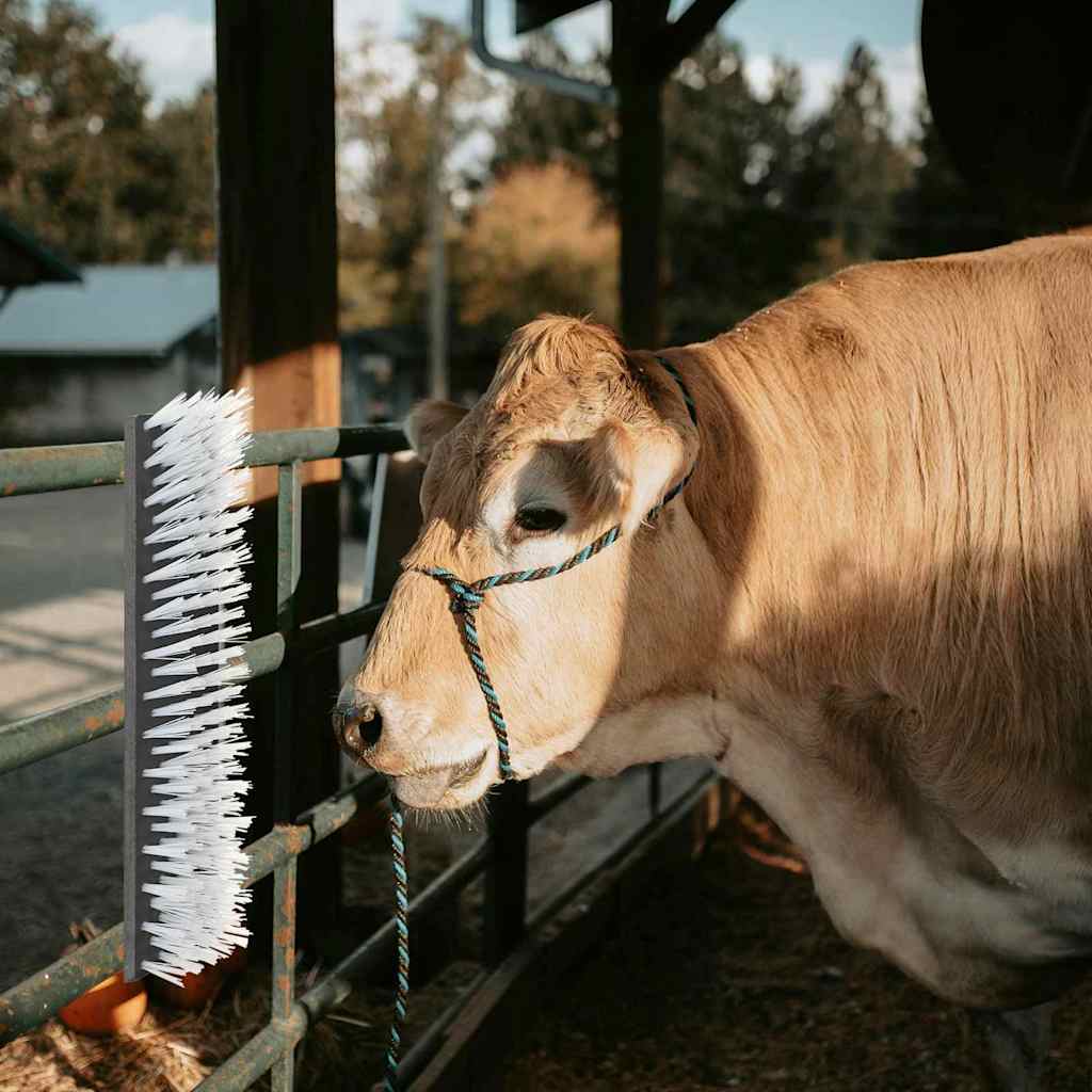 Βούρτσες Βοοειδών Μαύρο και Λευκό 50 x 10 x 6.5 εκ.
