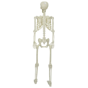 Σκελετός Halloween Λευκό 155 x 38,5 εκ. Πολυπροπυλένιο