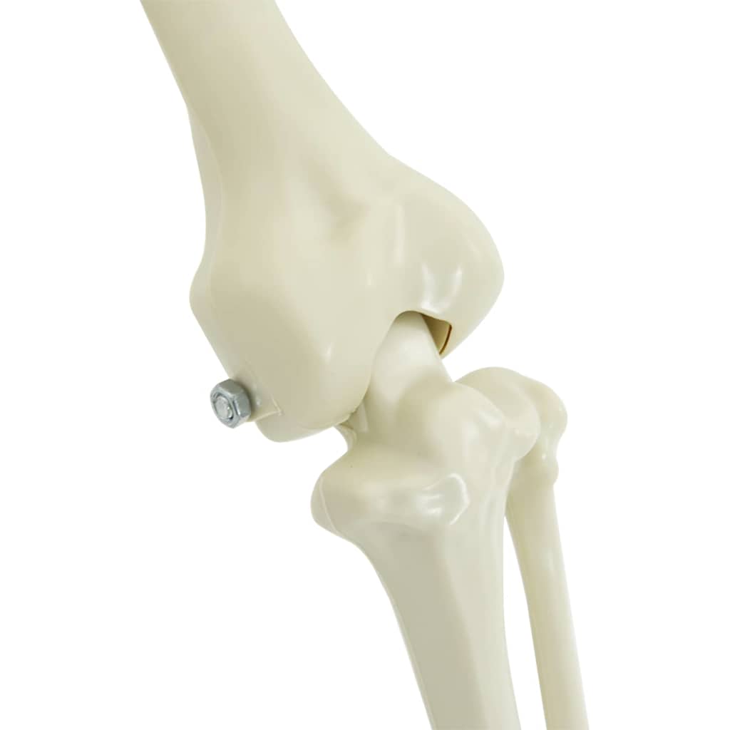 Διακόσμηση Χάλογουιν Σκελετός 2 pcs Λευκό Πολυπροπυλένιο