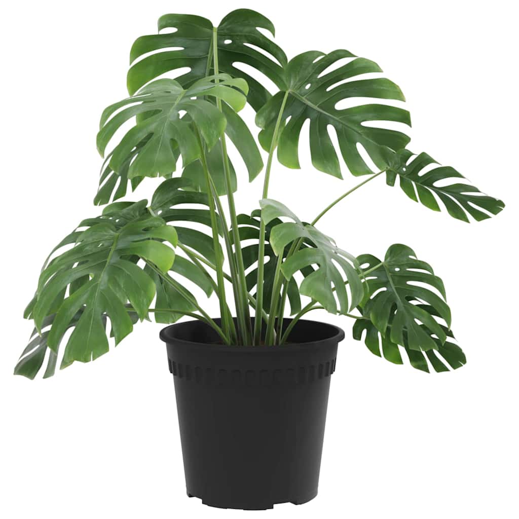 Στρογγυλή Γλάστρα Λουλουδιών 24 pcs Μαύρο Ø 19 x 16 εκ Πλαστικό
