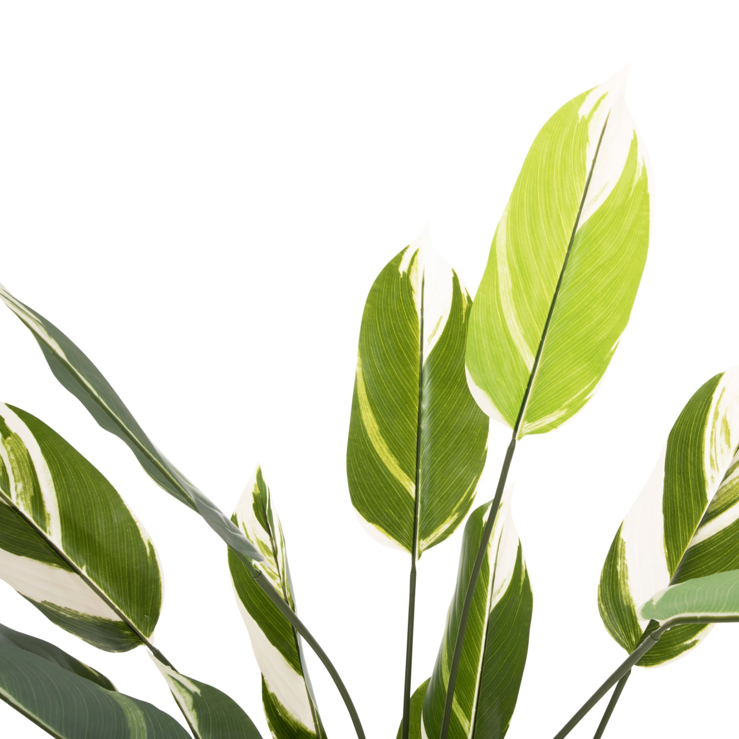 ΔΙΑΚΟΣΜΗΤΙΚΟ ΣΥΝΘΕΤΙΚΟ ΦΥΤΟ HM7997 CALATHEA ΣΕ ΓΛΑΣΤΡΑ 140Υεκ. - Pakobazaar